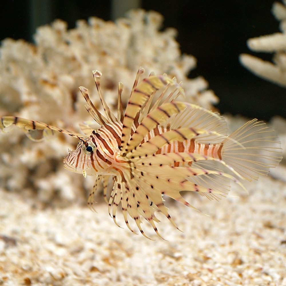Luna Lionfish