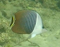 White-Face Butterflyfish
