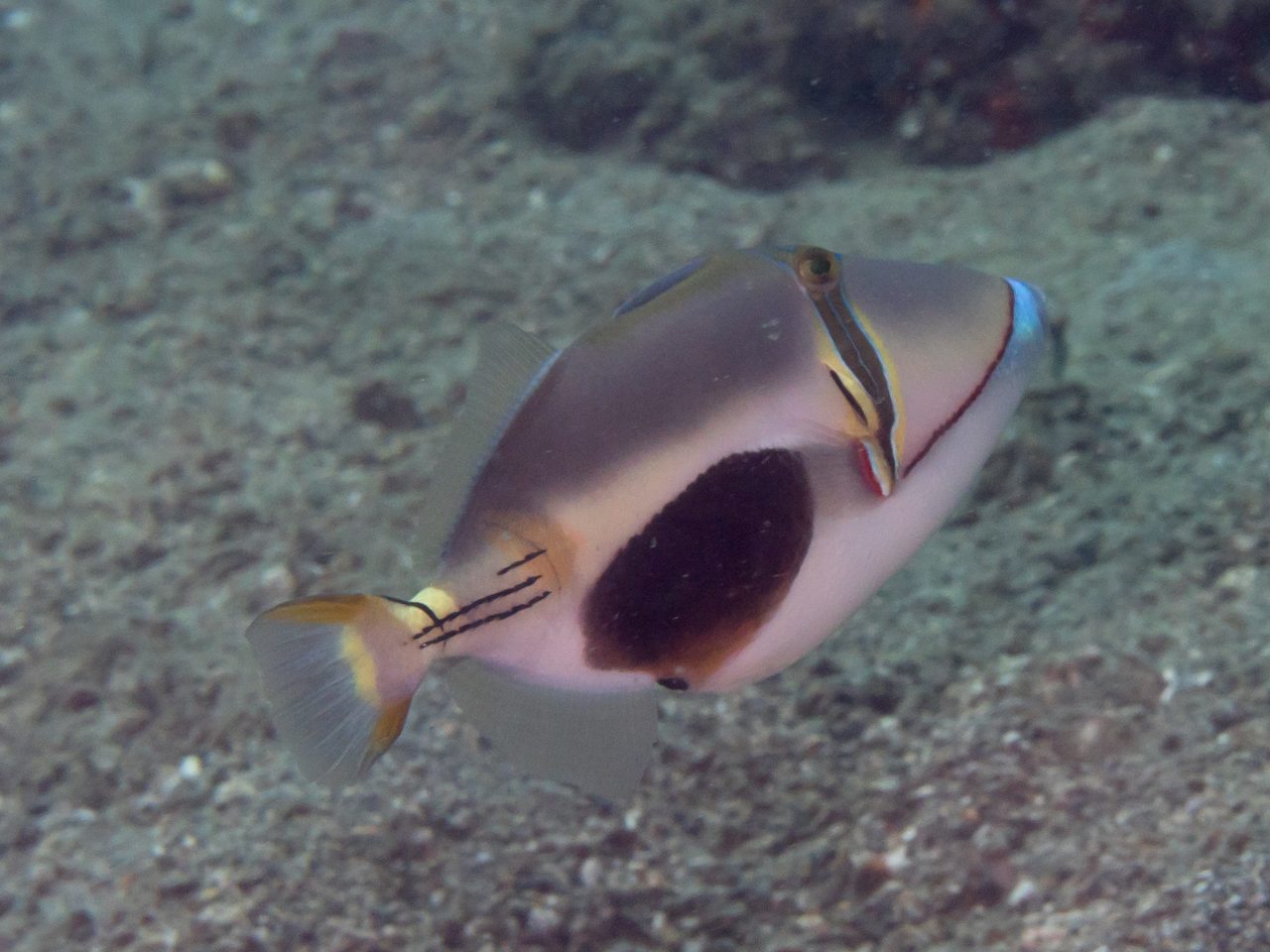 Blackbelly Triggerfish