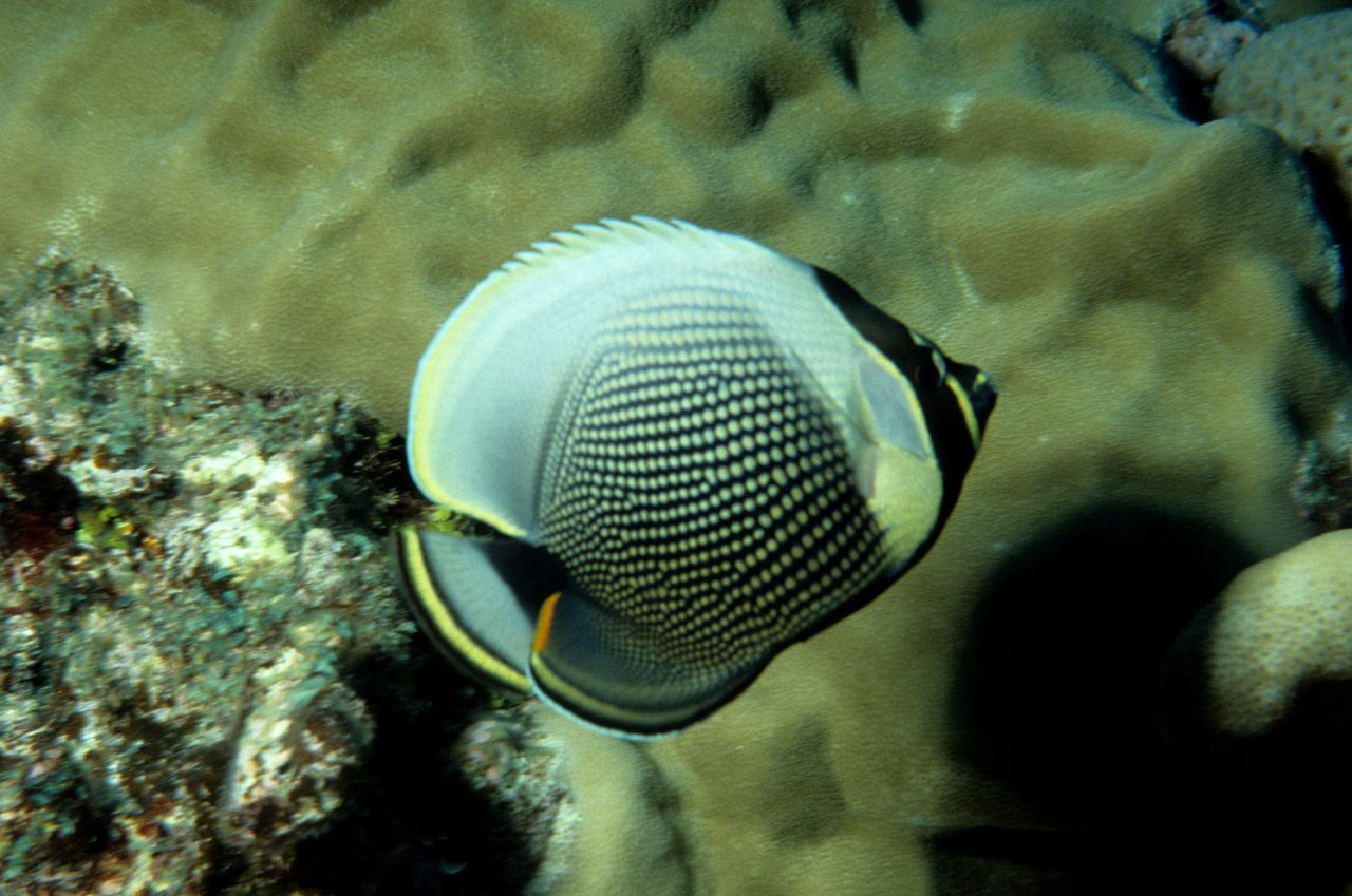 Reticulated Butterflyfish