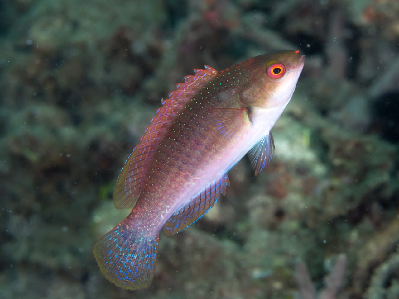 Blue Flasher Wrasse