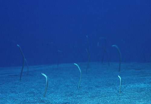 Hawaiian Garden Eel