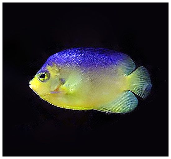Colin's Angelfish