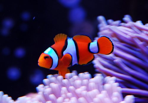 True Percula Clownfish