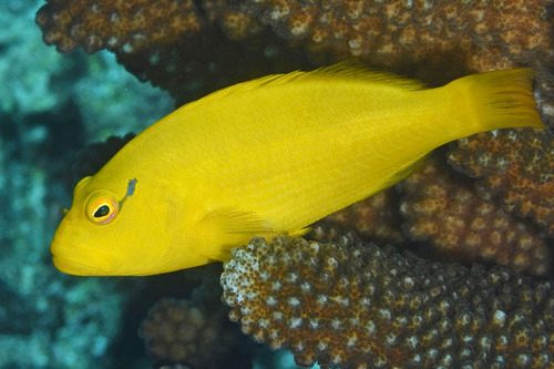 Yellow Hawkfish