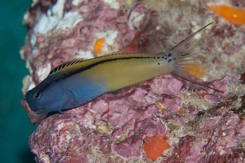 Red Sea Mimic Blenny