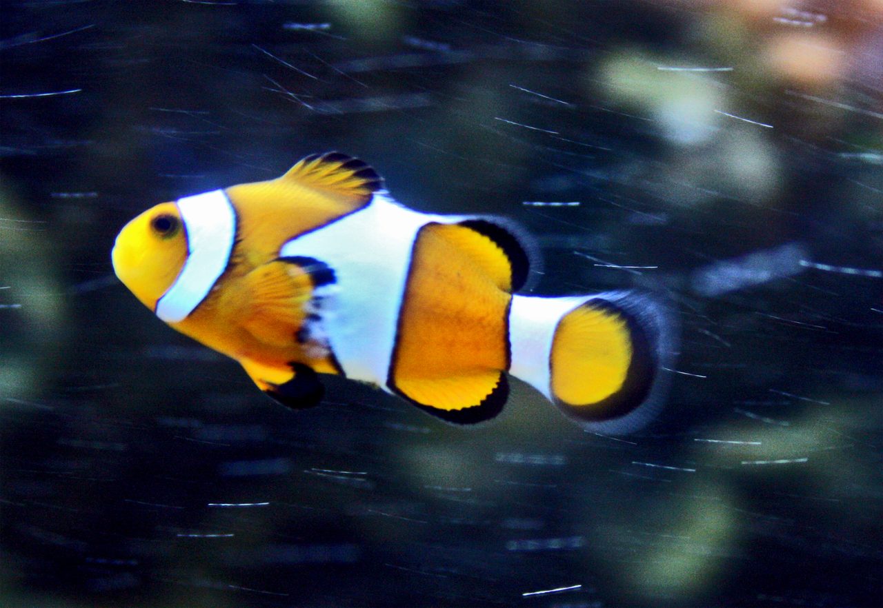 Snow Onyx Clownfish