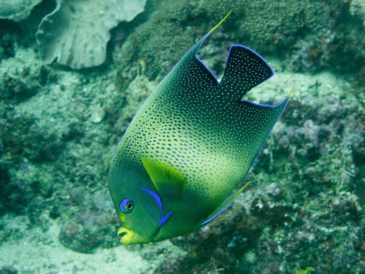 Semicircle Angelfish