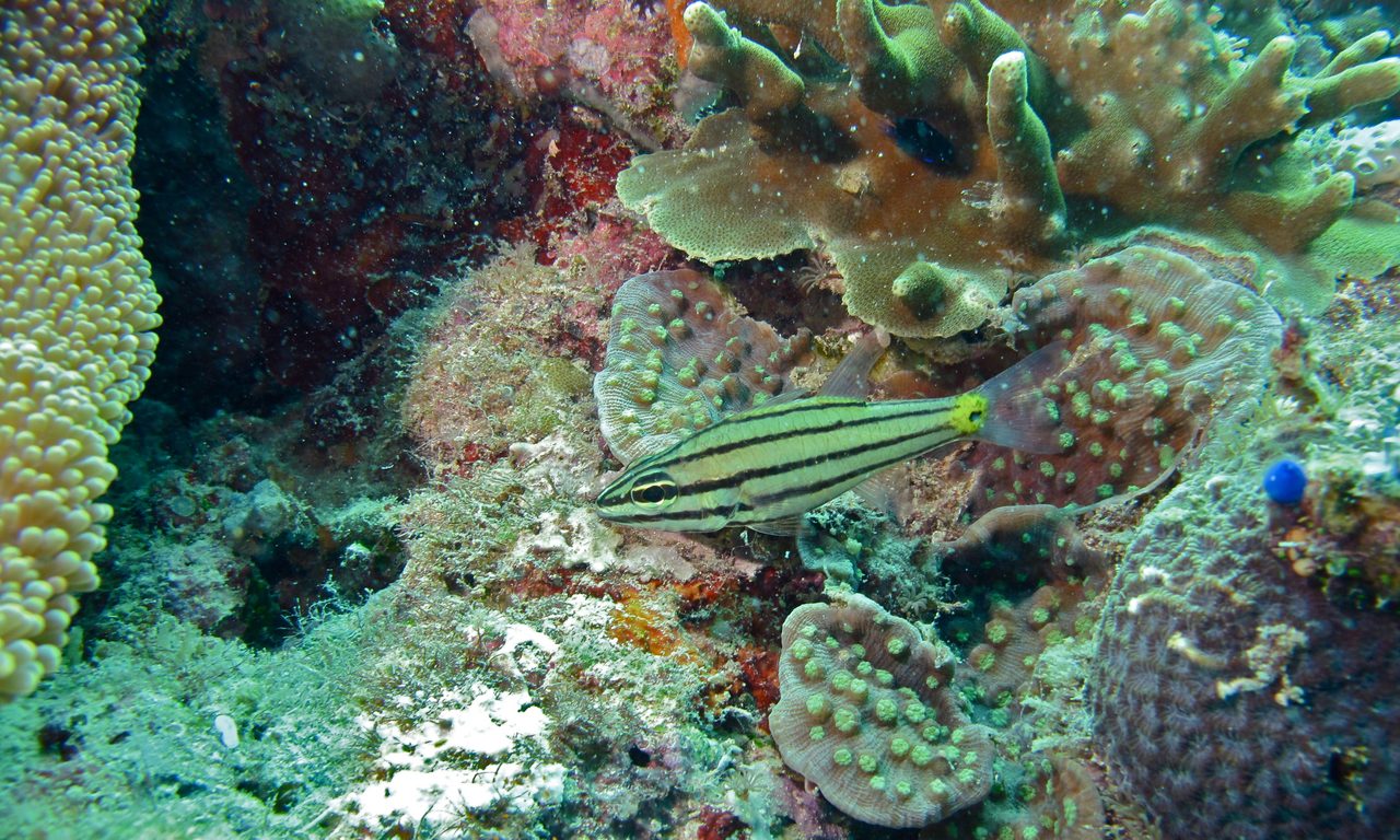 Five-Lined Cardinalfish
