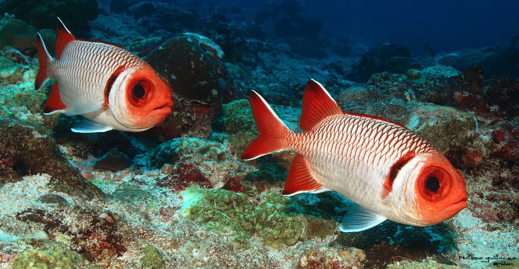Blacktip Soldierfish