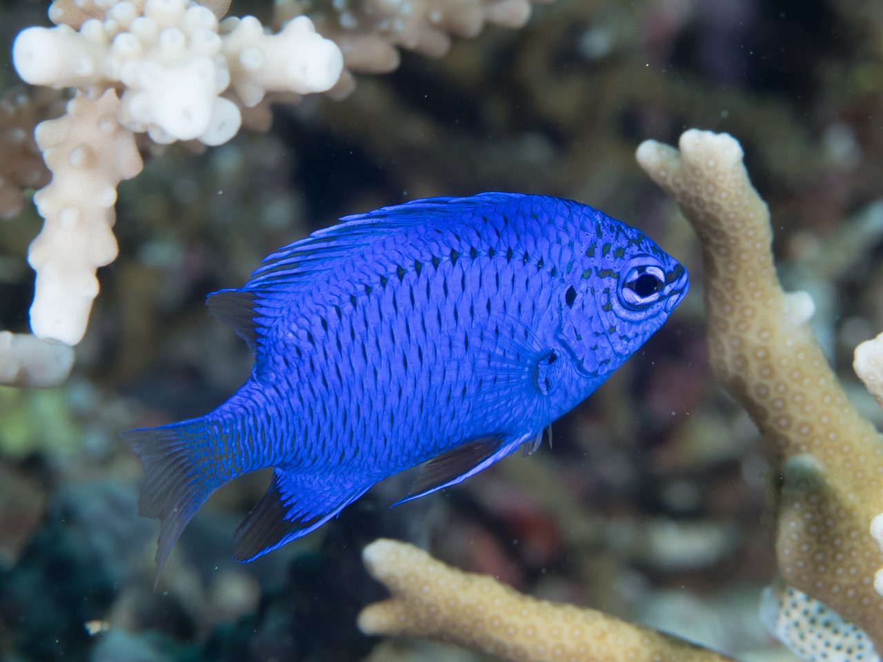 Springeri Damsel