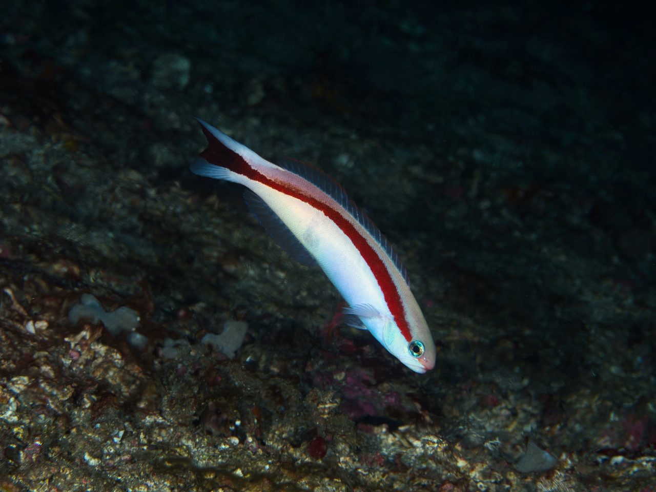 Skunk Tilefish