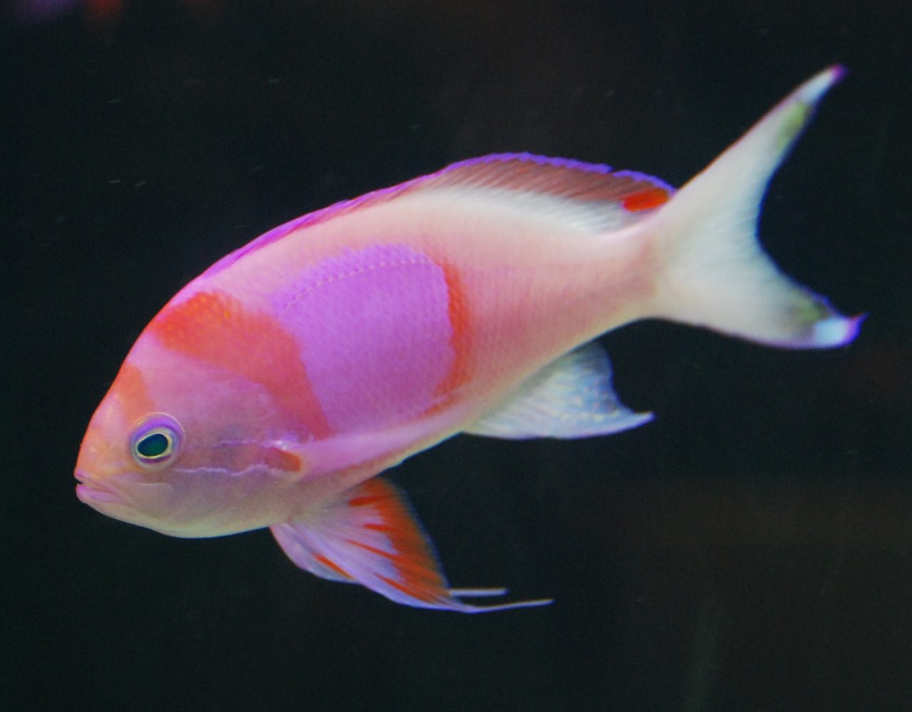 Small-mouth Anthias