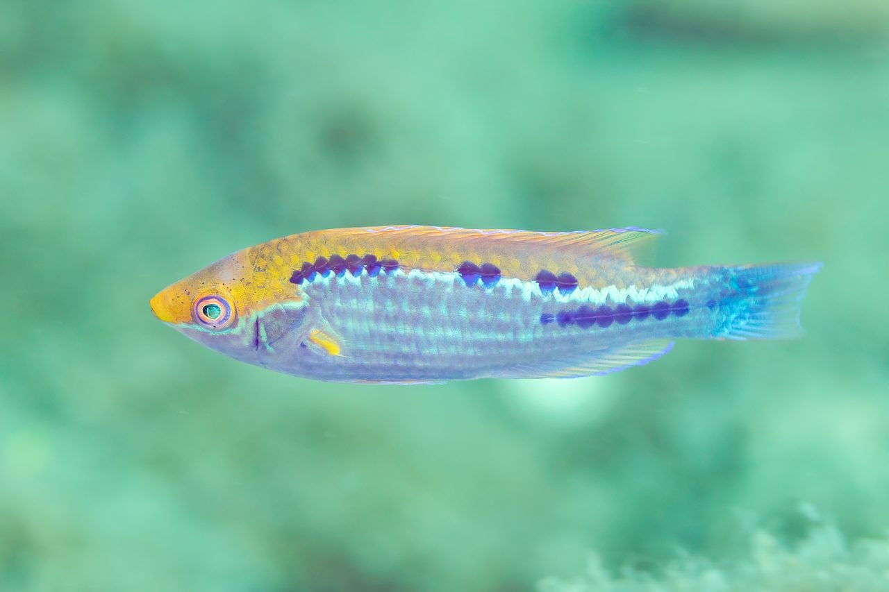 Lubbock's Fairy Wrasse