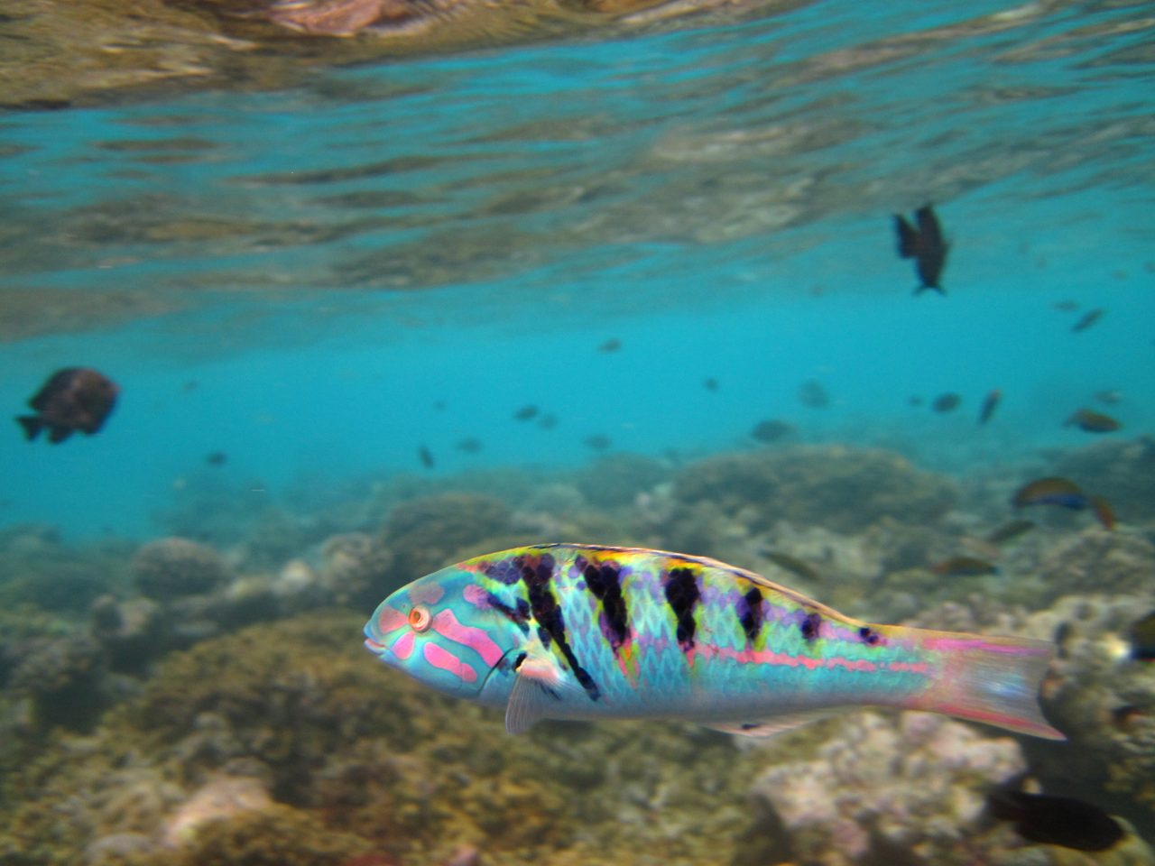 Hardwicke Wrasse