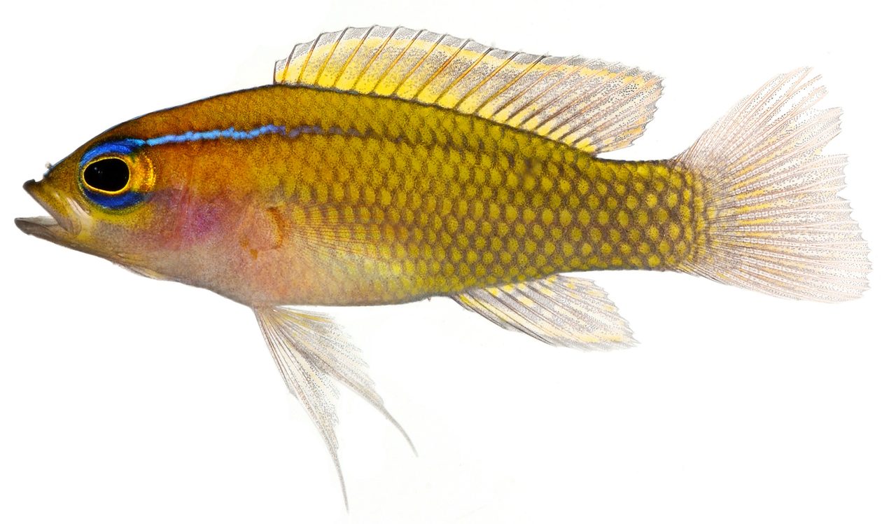 Rose Basslet