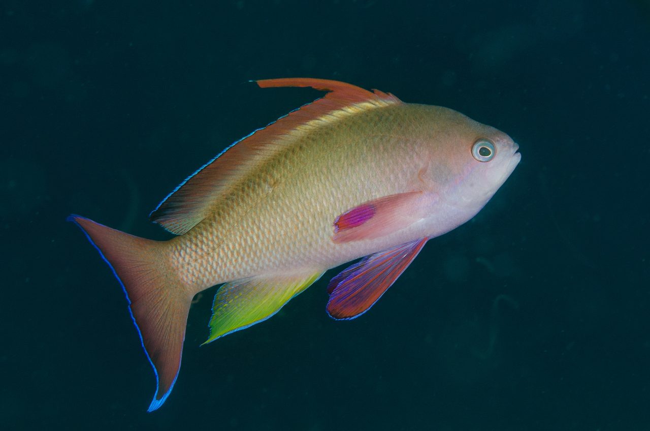 White-Banded Anthias