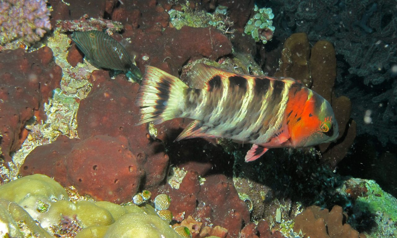Red Breast Wrasse