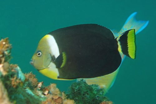Personifer Angelfish