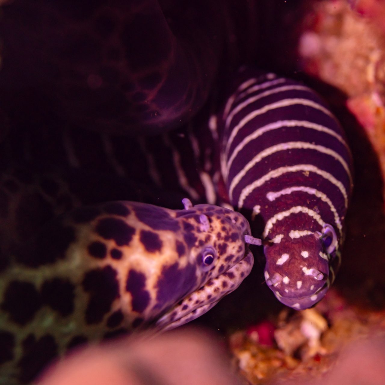 Zebra Moray