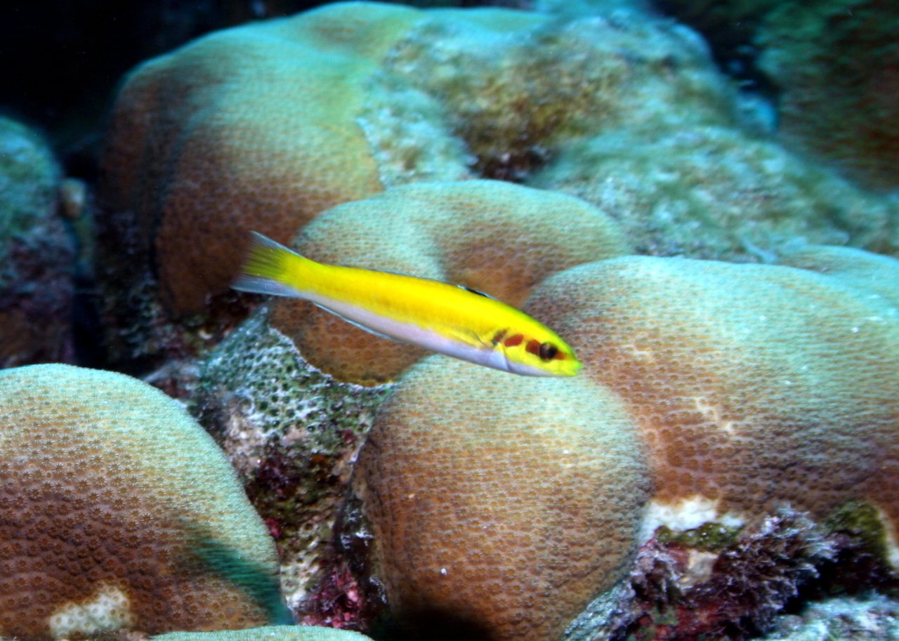Bluehead Wrasse
