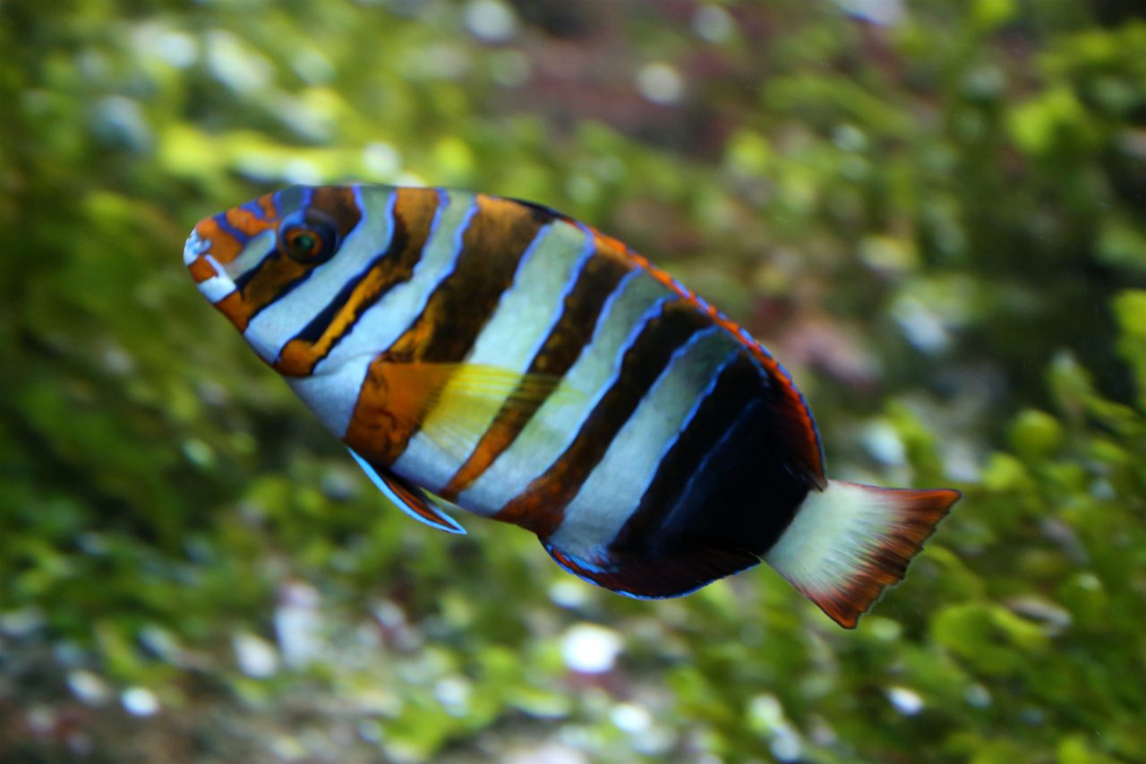 Harlequin Tusk