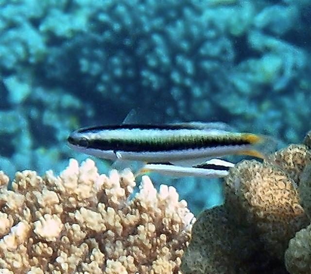 Blunthead Wrasse