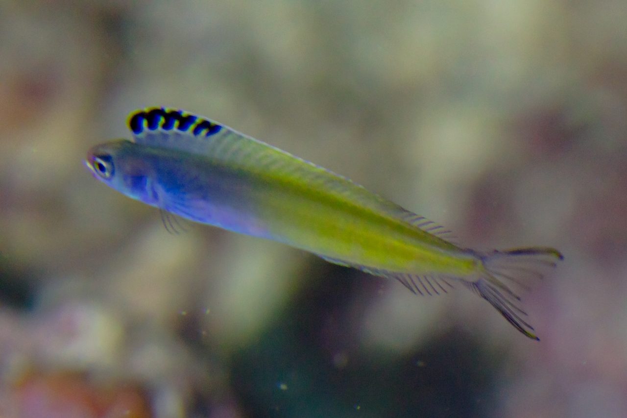 Bicolor Fangblenny