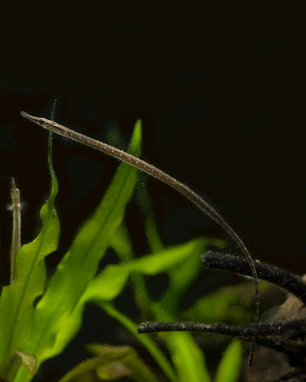Crocodile Pipefish