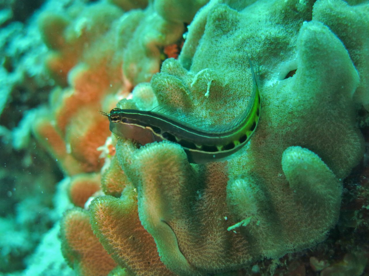 Midas Blenny