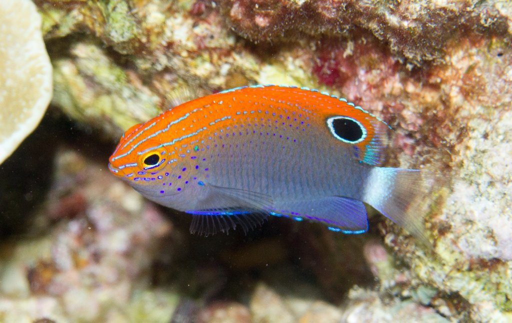 Japanese Chromis