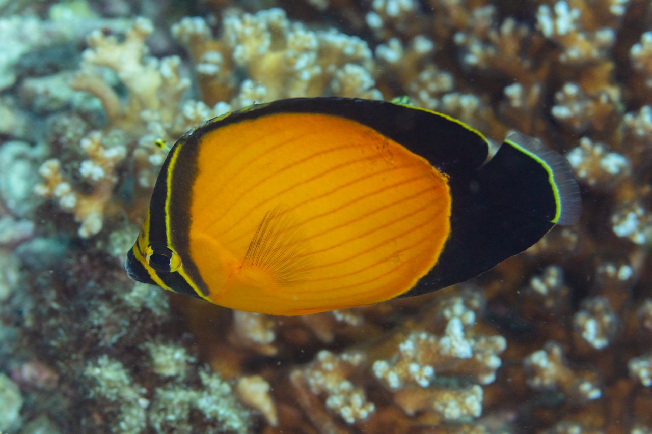 Arabian Butterflyfish