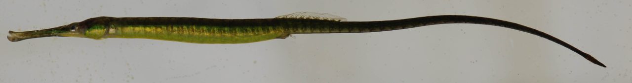 Florida Pipefish