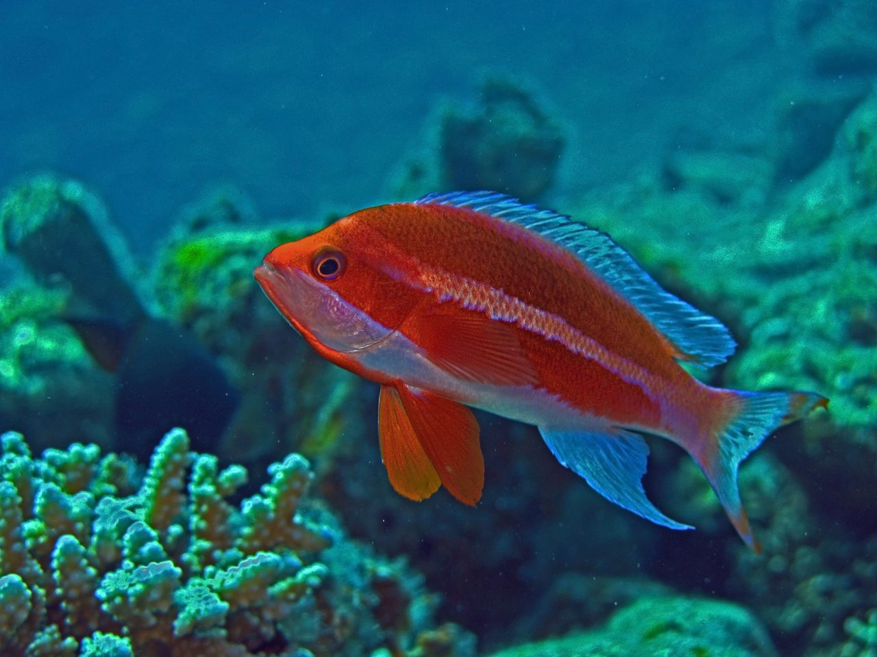 Purple-Line Anthias