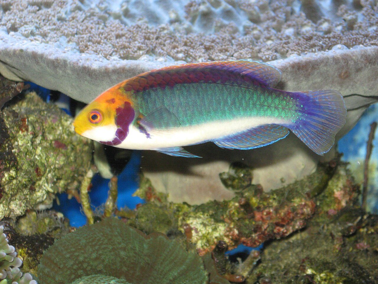 Red-fin Fairy Wrasse