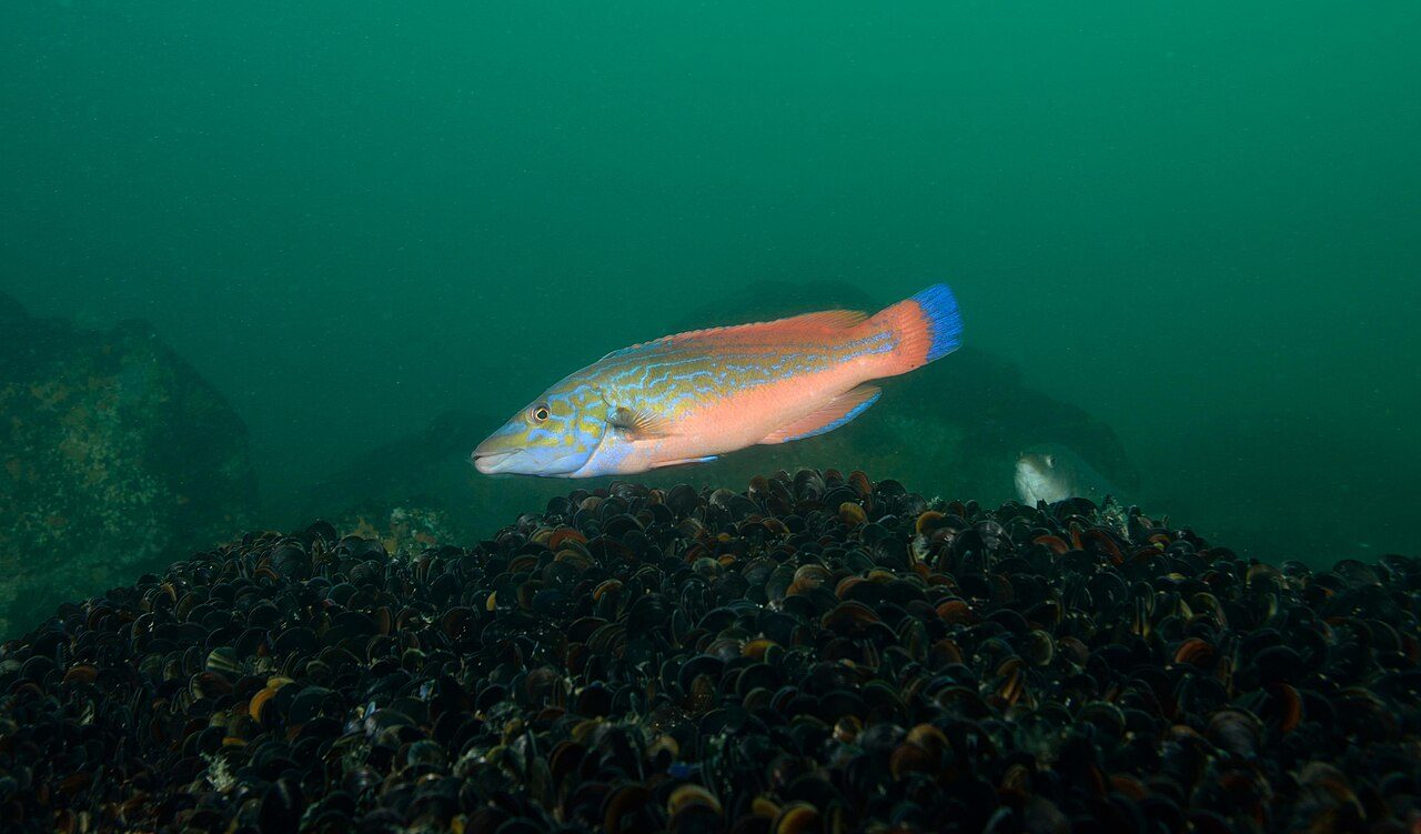 Two-spot Hogfish