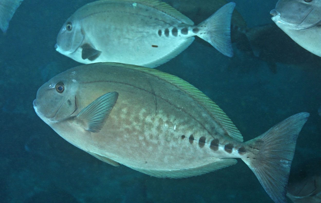 Australian Sawtail