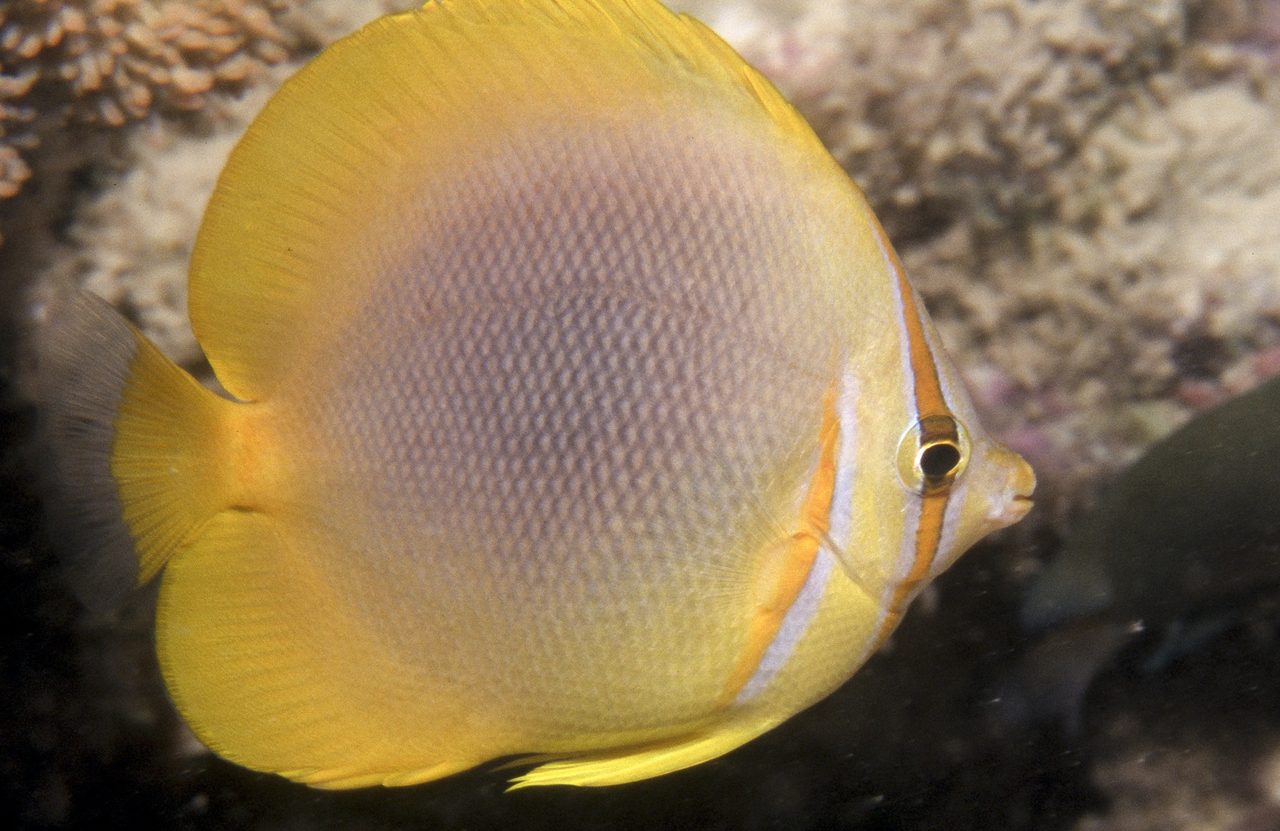 Golden Butterflyfish