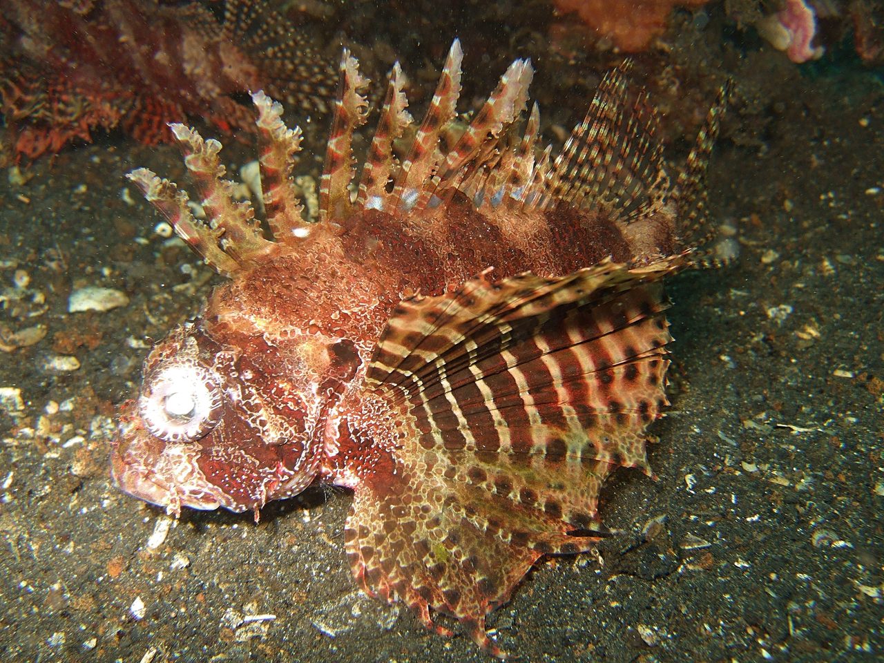 Dwarf Lionfish