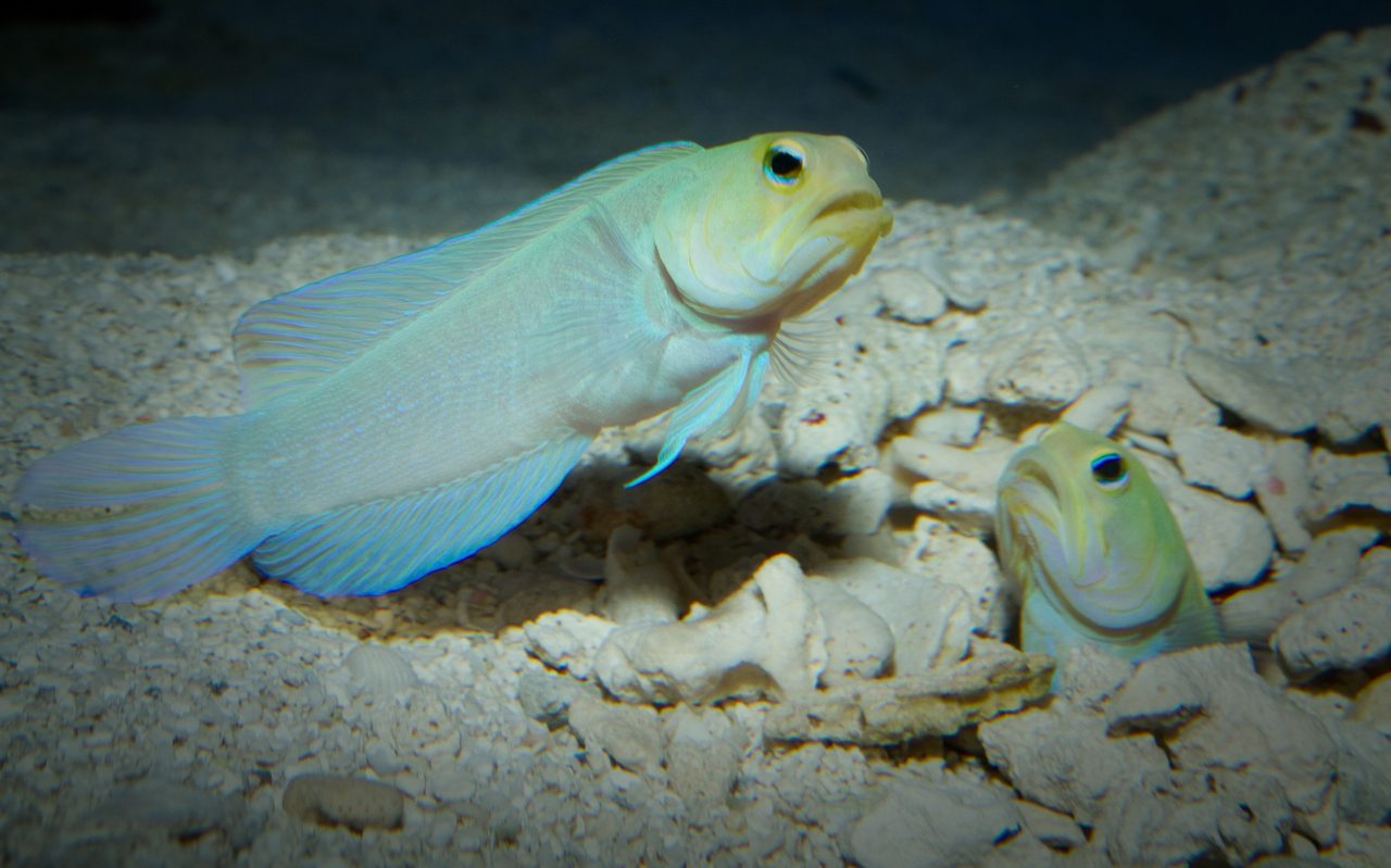 Ringed Jawfish