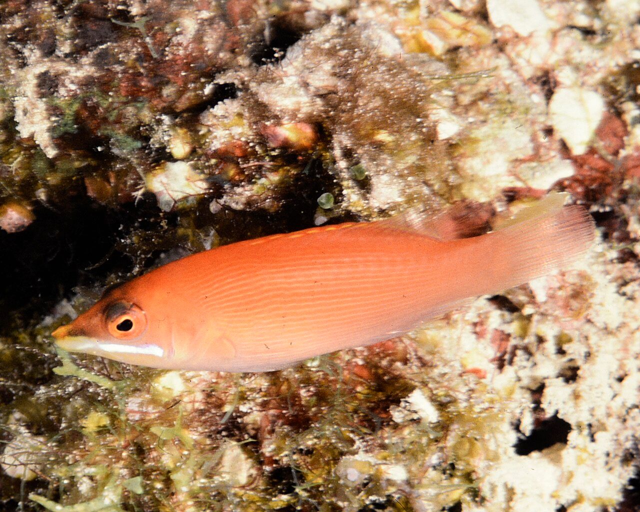 Scarlet Pin Stripe Wrasse