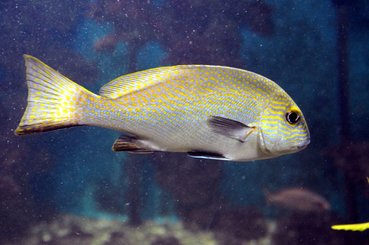 Lemon Sweetlips