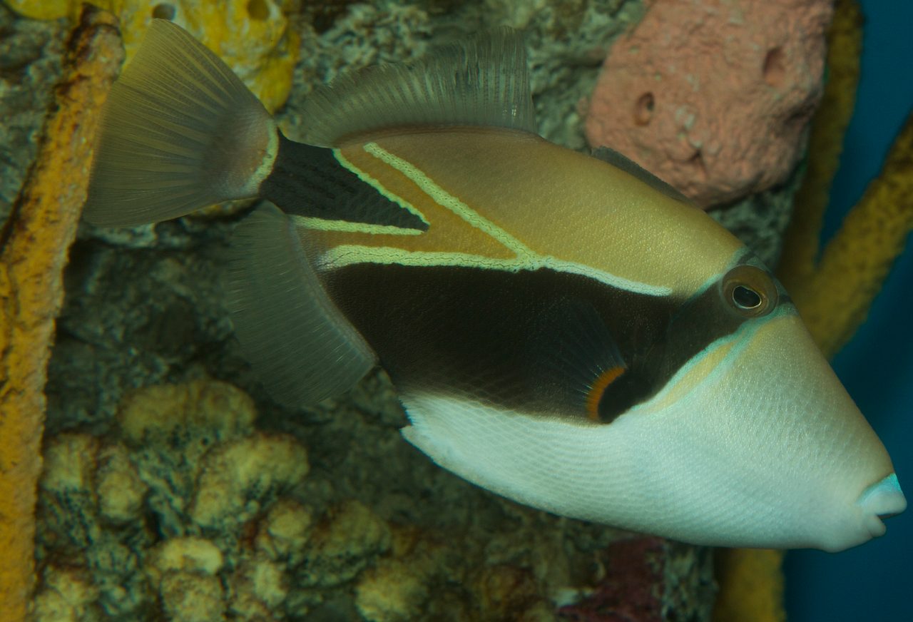Wedge-Tail Triggerfish