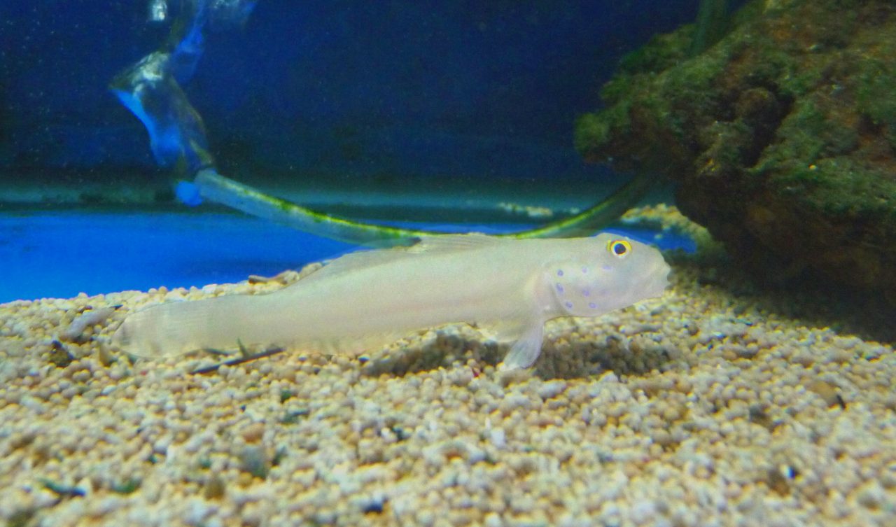 Sixspot Sleeper Goby