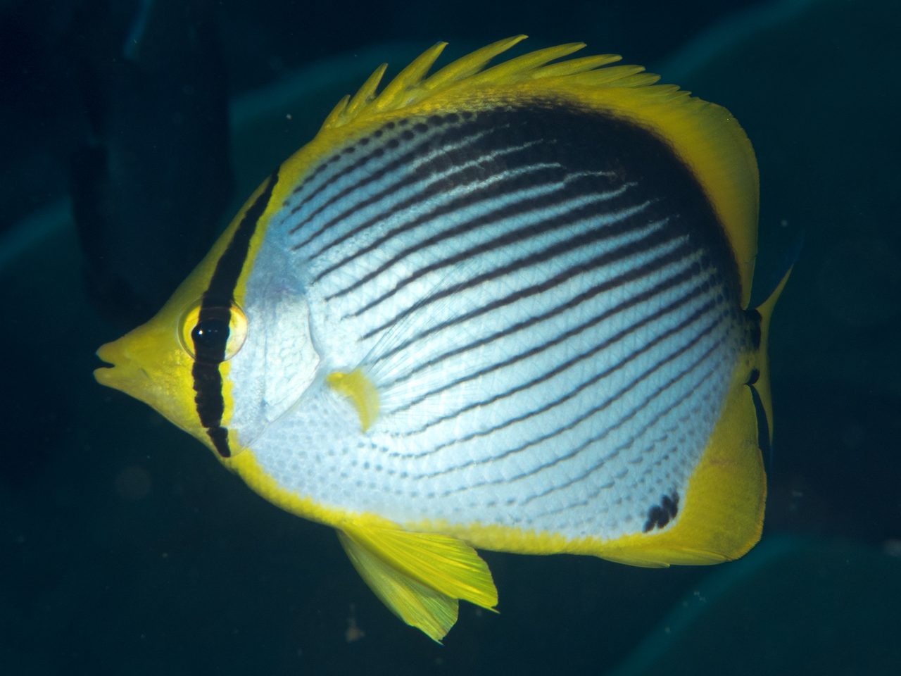 Blackback Butterflyfish