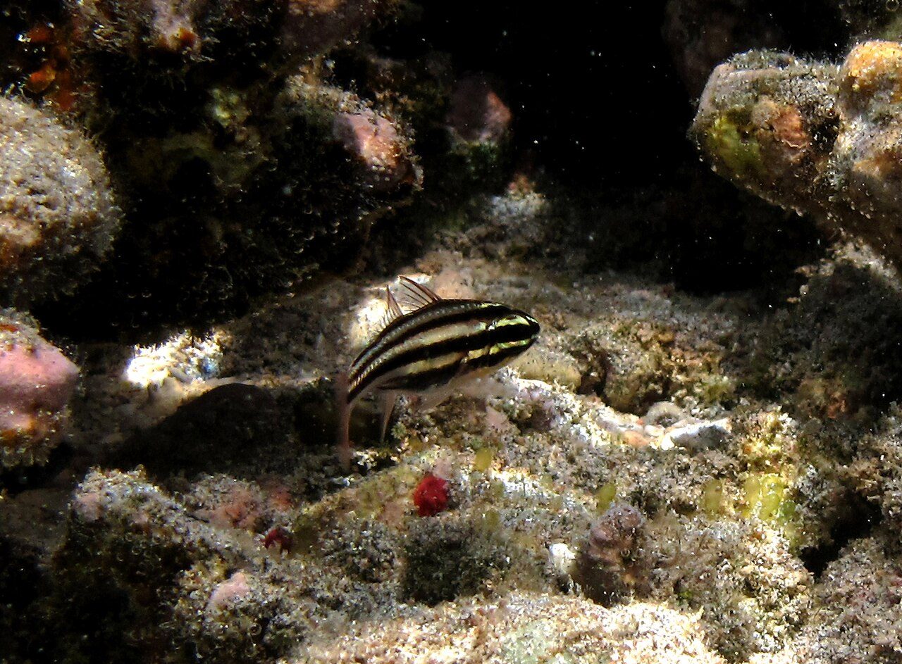 Reef-Flat Cardinalfish