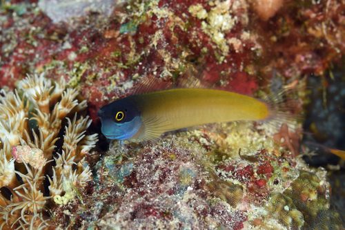 Ops Combtooth Blenny