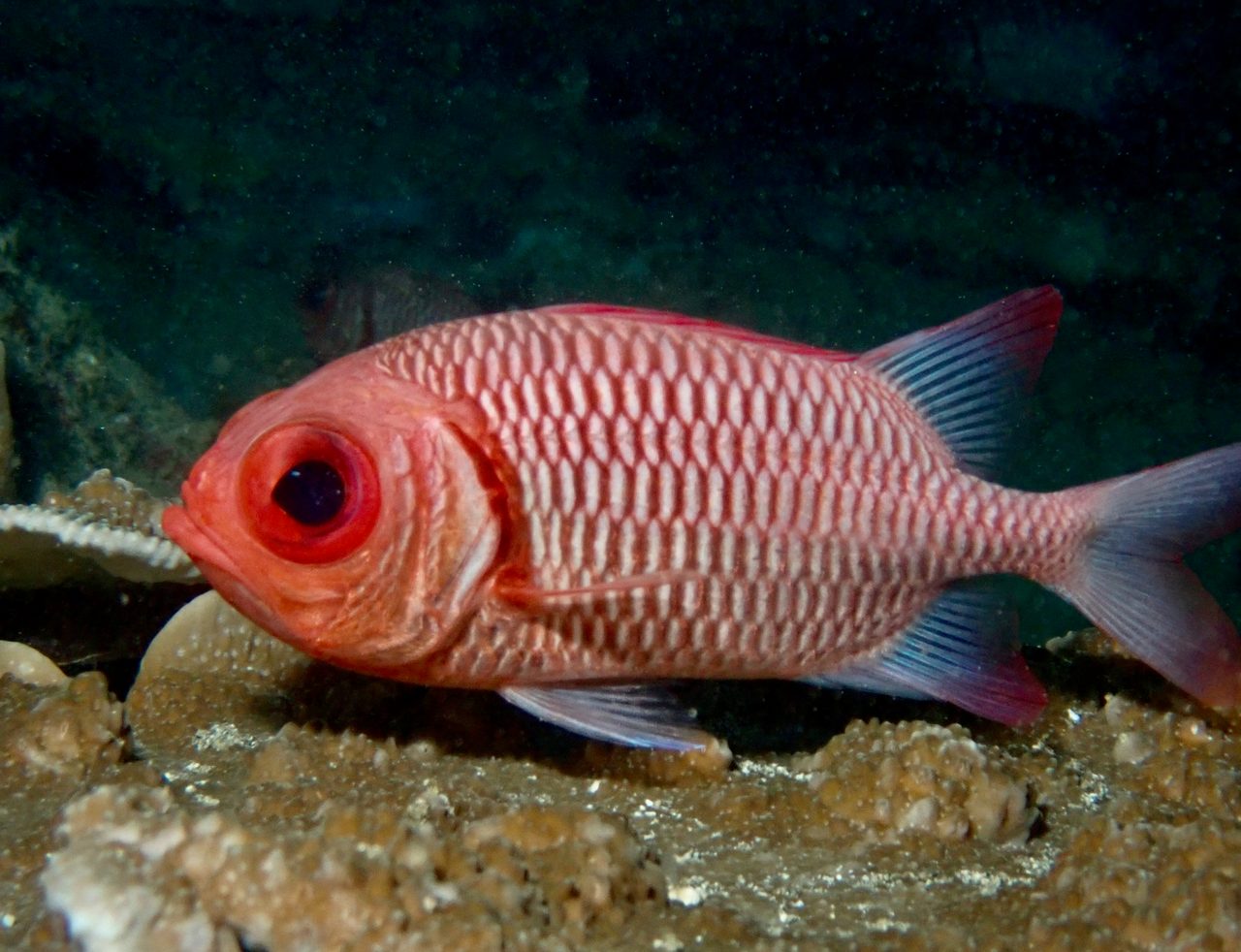 Doubletooth Soldierfish