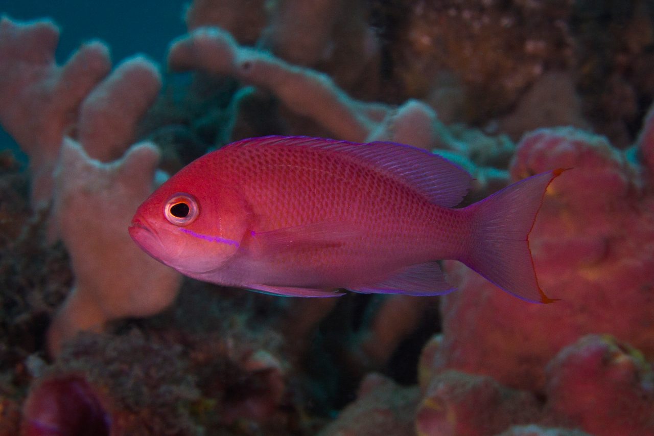 Swallowtail Anthias