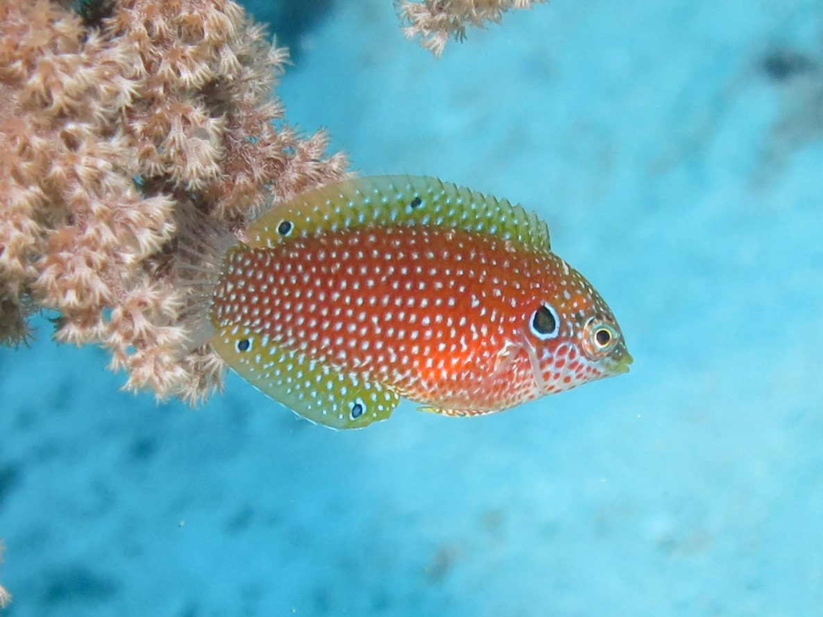 Kuiter's Leopard Wrasse EXPERT ONLY